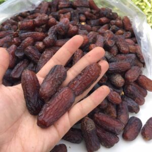 Kurma Mariami in the hands of a man