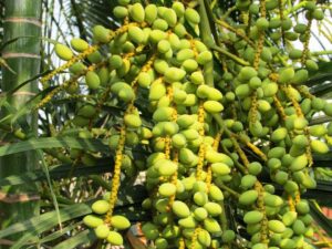 dates fruit
