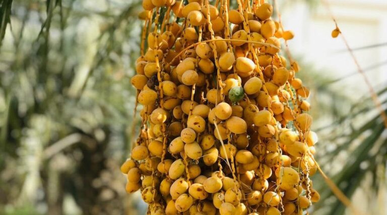Kurma Supplier