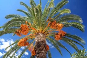 dates palm